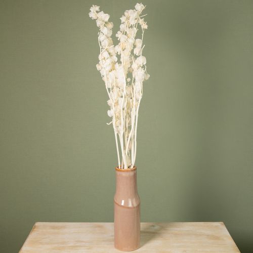 Article Physalis séchée, blanchie, en forme de lanterne, Nicandra, 75-80 cm, 100 g