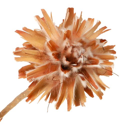 Floristik24 Leucospermum Plumosum Fleurs de protée Clair Ø3-5cm 25pcs