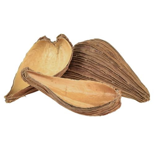 Article Capsules de fruits et graines Pradeep Pods 9-12 cm naturel 50 pièces