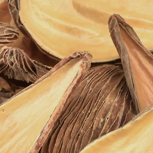 Article Capsules de fruits et graines Pradeep Pods 9-12 cm naturel 50 pièces