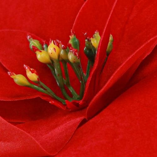 Article Magnifique étoile de Noël - Poinsettia en rouge - 46 cm 6pcs 2 bouquet