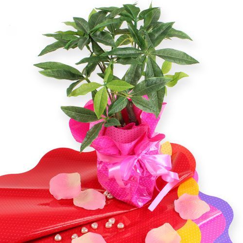 Floristik24 Manchettes Rondella Ø40cm rouge 50pcs