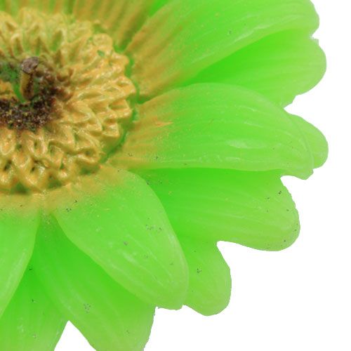 Floristik24 Bougie flottante gerbera vert Ø 7,5 cm