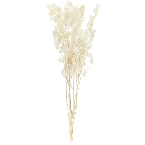 Article Feuille d'Argent Lune Violette Lunaria Conservée L70cm 20g