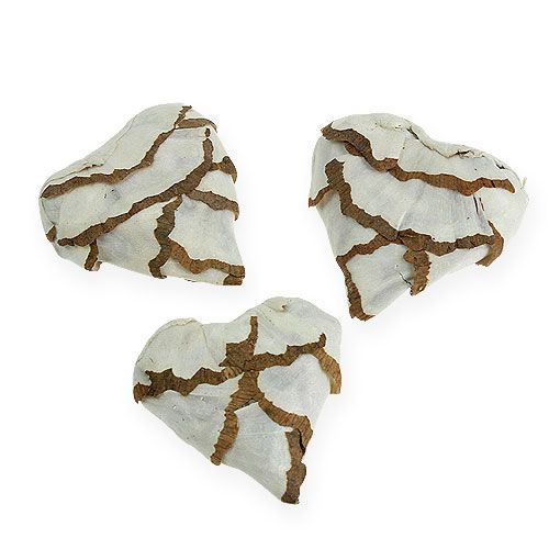 Floristik24 Sola Coeur de chou 6cm plat 12 pcs.