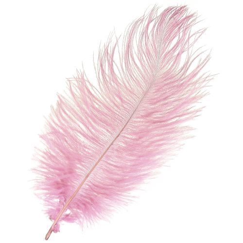 Floristik24 Plumes d&#39;autruche Vraies Plumes Décoration Rose 20-25cm 12 pcs