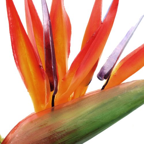 Floristik24 Strelitzia 65 cm (6 p.)