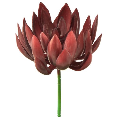 Floristik24 Plantes Vertes Artificielles Succulentes Echeveria Rouge Ø12cm 19,5cm