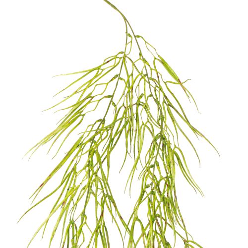 Succulente suspendue verte 145cm