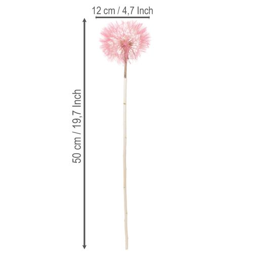 Article Fleurs séchées géantes de pissenlit, décoration élégante pour la maison, 12 cm, lot de 4