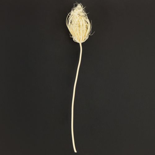 Fleurs séchées fenouil crème blanchi 45cm bouquet 10 pcs | Floristik24.be