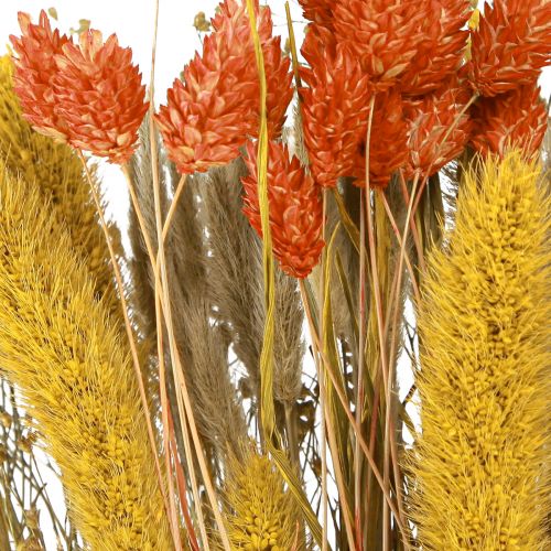 Floristik24 Bouquet de fleurs séchées avec grain orange jaune 50cm