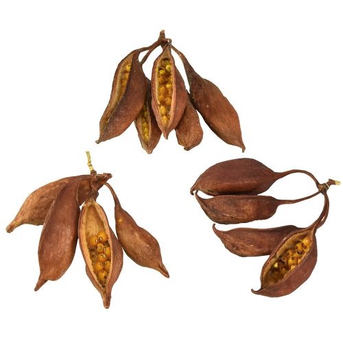 Floristik24 Décoration sèche Brachyciton arbre bouteille naturel 5-10cm 1kg