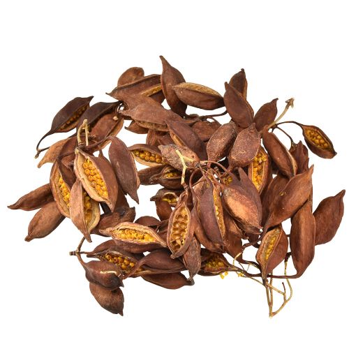Article Décoration sèche Brachyciton arbre bouteille naturel 5-10cm 1kg