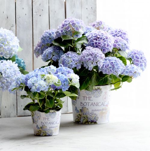 Floristik24 Jardinière pot de fleur hortensia plastique Ø13,5cm H12cm