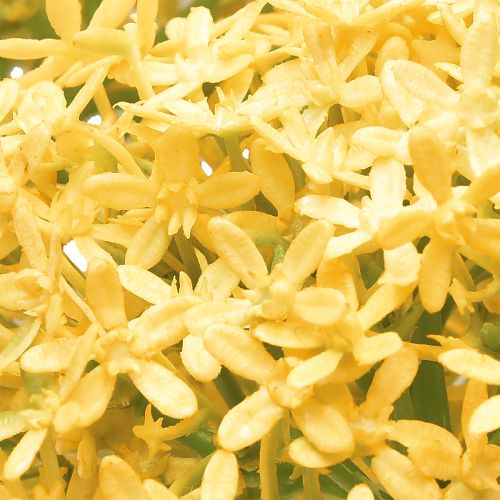 Article Oignon ornemental Allium sauvage artificiel Jaune 70cm 3 pcs