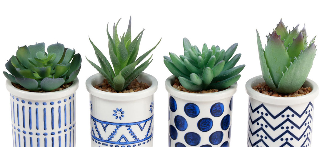 Cactus et succulentes