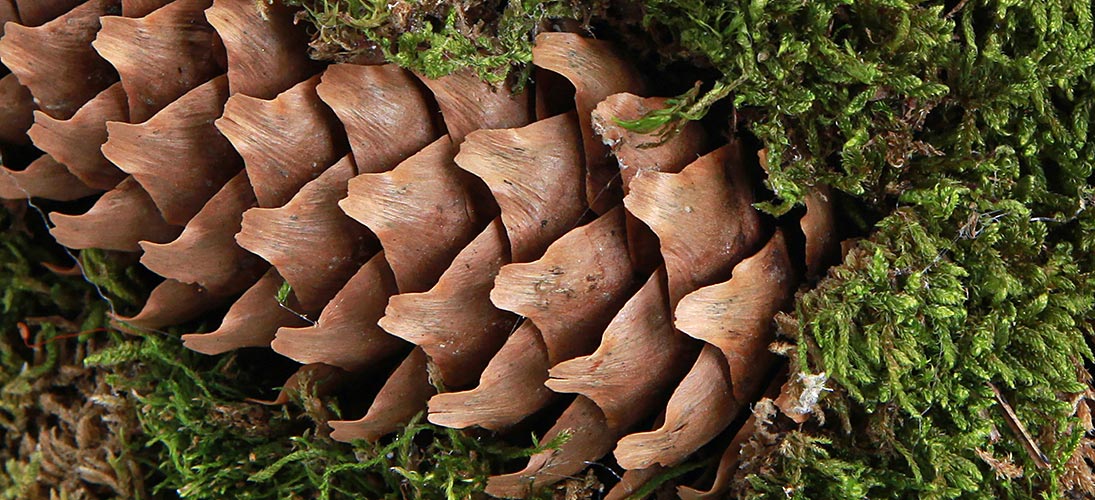 Pommes de pin