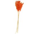 Floristik24 Herbe de pampa déco orange séchée floristique sèche 72cm 6pcs