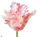 Floristik24 Fleur artificielle tulipe perroquet tulipe artificielle rose 69cm