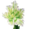 Floristik24 Fleur artificielle perroquet tulipe artificielle vert blanc 69cm