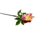 Floristik24 Pivoines Fleurs en Soie Fleurs Artificielles Rose Rose 68cm