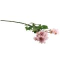 Floristik24 Fleurs artificielles Asters artificiels Fleurs en soie Rose 80cm