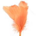 Floristik24 Plumes décoratives plumes d&#39;oiseau orange sur bâton 36cm 12pcs