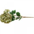 Floristik24 Bouquet d&#39;hortensias artificiels vert, marron 5 fleurs 48cm