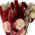 Floristik24 Bouquet de fleurs séchées fleurs de paille Phalaris rouge 30cm