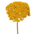 Floristik24 Achillée jaune (Achillea Natur Gelb) - Fleurs séchées jaunes 1 kg