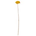 Achillée jaune (Achillea Natur Gelb) - Fleurs séchées jaunes 1 kg | Floristik24.be