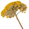 Achillée jaune (Achillea Natur