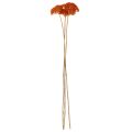 Achillée millefeuille orange séchée, 45-60 cm, 1 kg | Floristik24.be