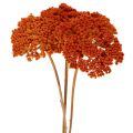 Achillée millefeuille orange