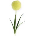 Floristik24 Allium jaune 68 cm