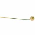 Floristik24 Allium ornemental artificiel rose / vert Ø8cm 58cm