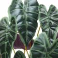 Floristik24 Alocasia flèche feuille verte, plante artificielle violette H48cm
