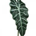 Floristik24 Flèche artificielle feuille plante artificielle alocasia déco vert 74cm