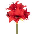 Floristik24 Fleur d'amaryllis rouge artificielle avec tige, décoration florale pour Noël, 50 cm