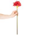 Fleur d'amaryllis rouge artificielle avec tige, décoration florale pour Noël, 50 cm | Floristik24.be
