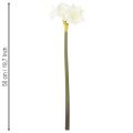 Amaryllis artificielle blanche avec tige, Avent et Noël, 50 cm | Floristik24.be