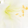 Amaryllis artificielle blanche avec tige, Avent et Noël, 50 cm | Floristik24.be