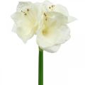 Floristik24 Fleur artificielle amaryllis chevalier blanc étoile décoration de Noël H40cm