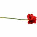 Floristik24 Amaryllis rouge 75cm