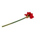 Floristik24 Amaryllis rouge foncé 72.5cm