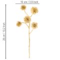 Branche de fruits artificielle ambrée, décoration dorée, lot de 6 (26 cm) | Floristik24.be