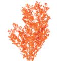 Floristik24 Fleurs d'asperges séchées, branche d'asperges ornementales teintées, 65 cm, 80 g