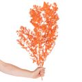 Fleurs d'asperges séchées, branche d'asperges ornementales teintées, 65 cm, 80 g | Floristik24.be