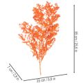 Fleurs d'asperges séchées, branche d'asperges ornementales teintées, 65 cm, 80 g | Floristik24.be